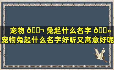 宠物 🐬 兔起什么名字 🌻 （宠物兔起什么名字好听又寓意好呢）